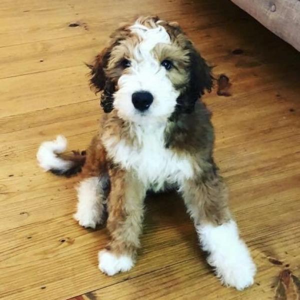 Red Tricolor Bernedoodle