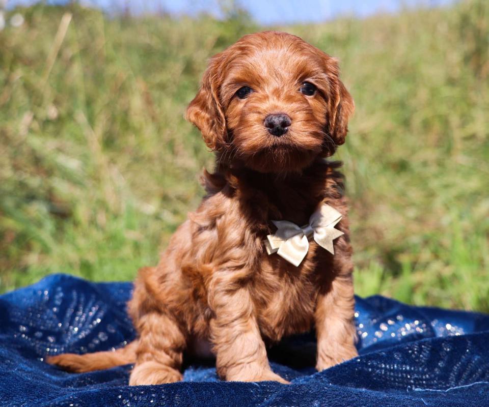 Cockapoo Available