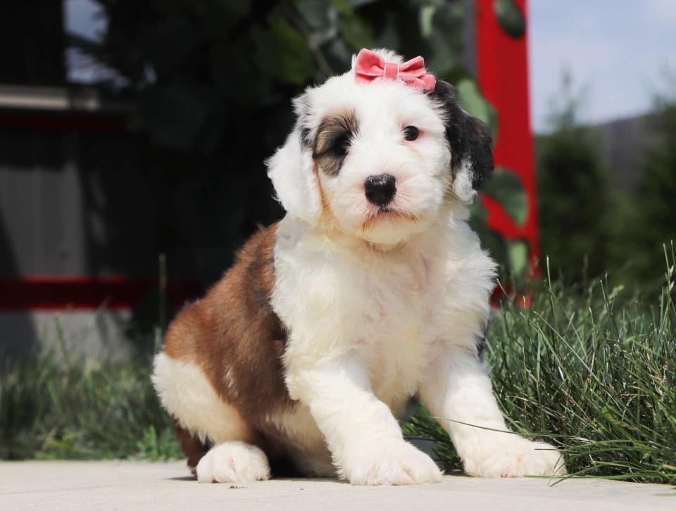 Cute Sheepadoodle Available