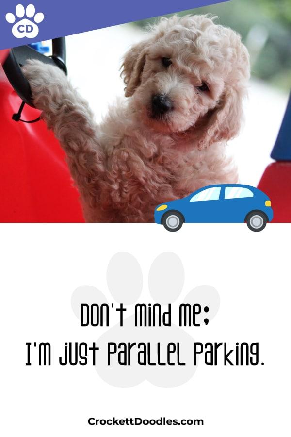 Puppy Quote Parallel Parking