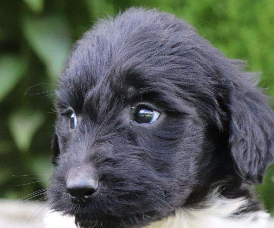 Available Newfiedoodle