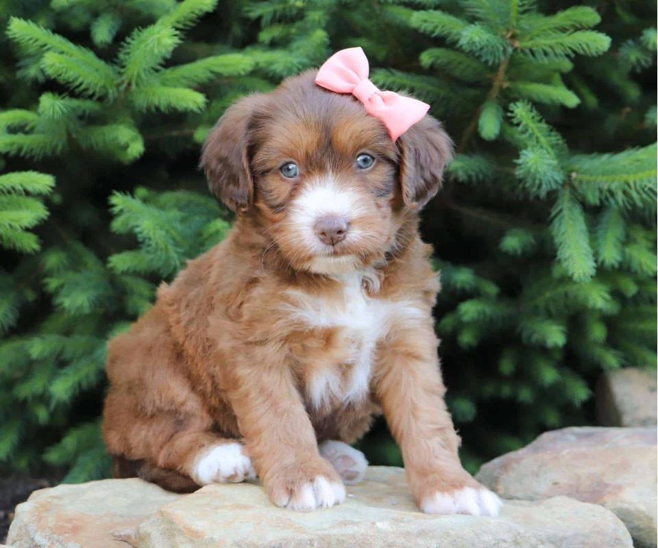 Best Tampa Swiss Doodles — Crockett Doodles