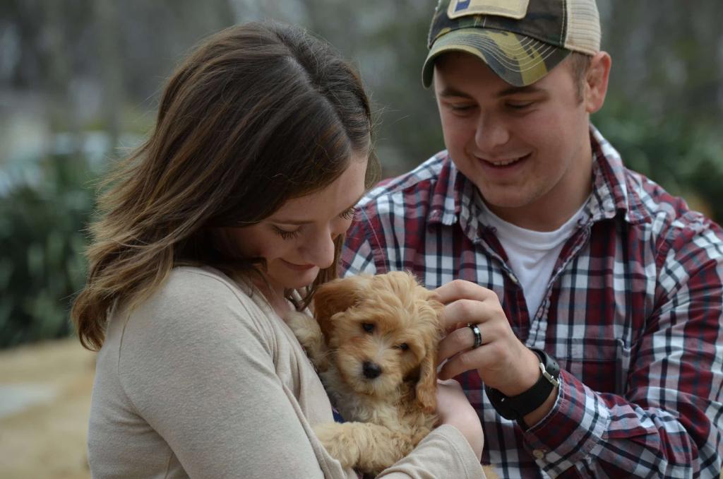 Goldendoodle Puppy Comparison