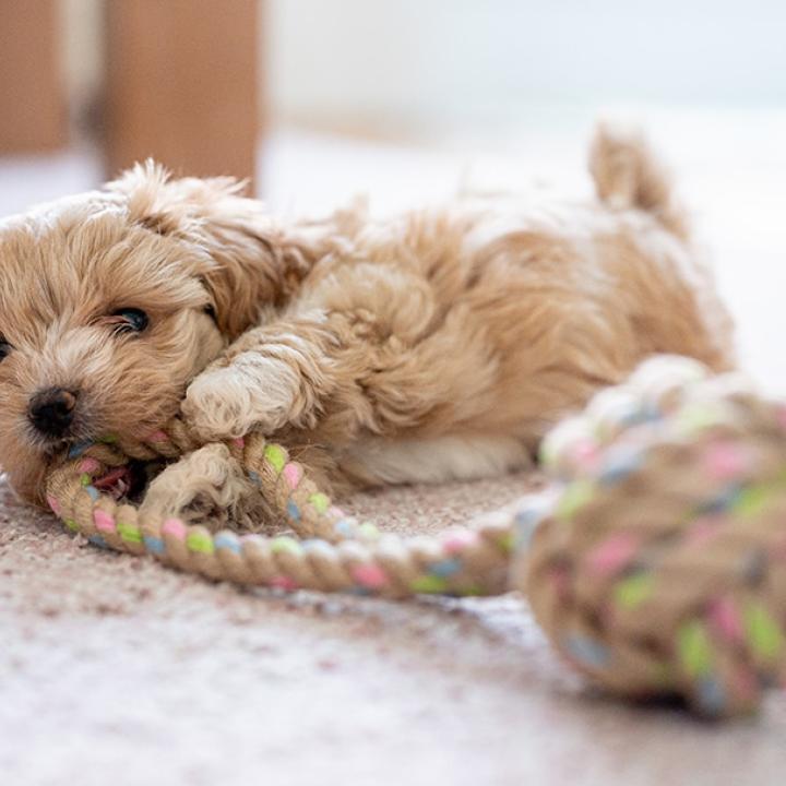 Puppy with Puppy Toys