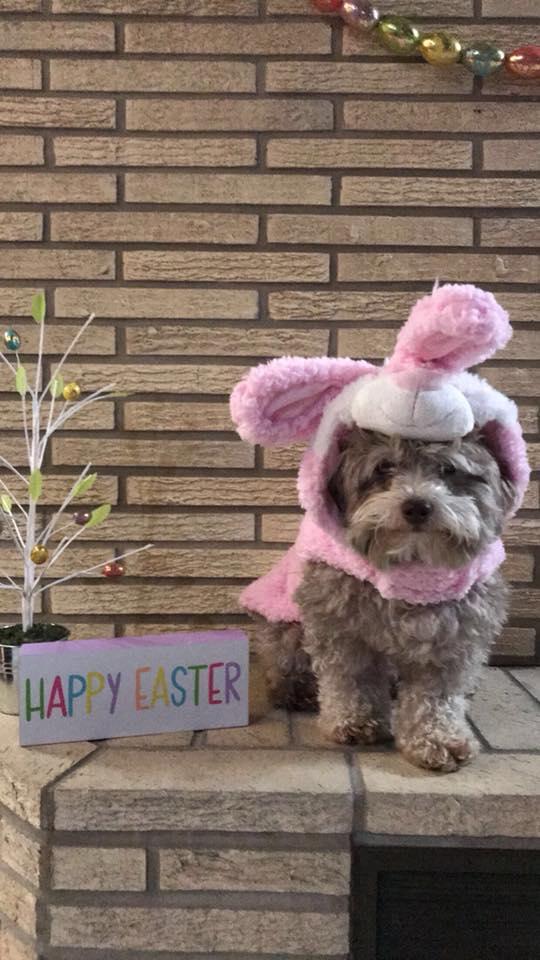 Best Easter Puppy Picture Option-14