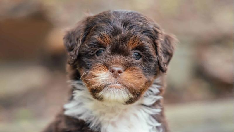 Available Chocolate Multi-color Lhasapoo