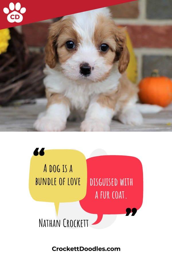 Puppy Quote A Dog Is A Bundle Of Love