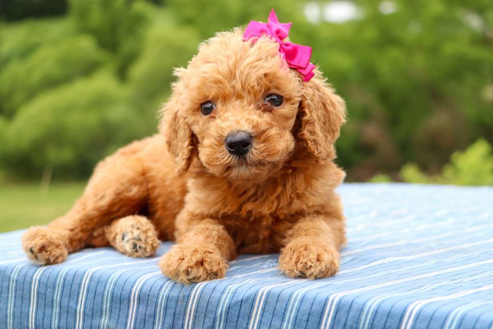 Goldendoodle Available