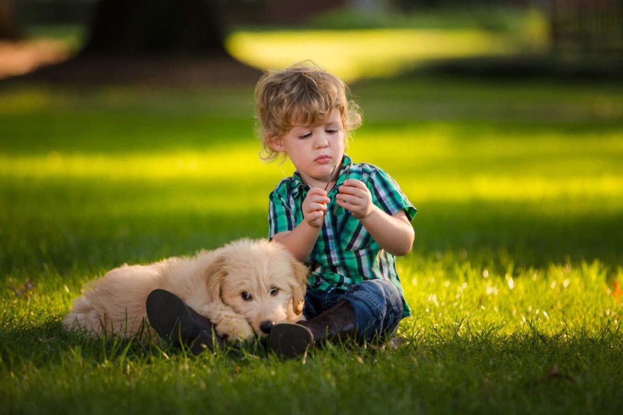 Goldendoodle puppy with cute boy