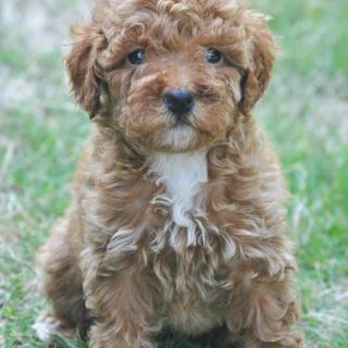 Name This Beautiful Goldendoodle Puppy