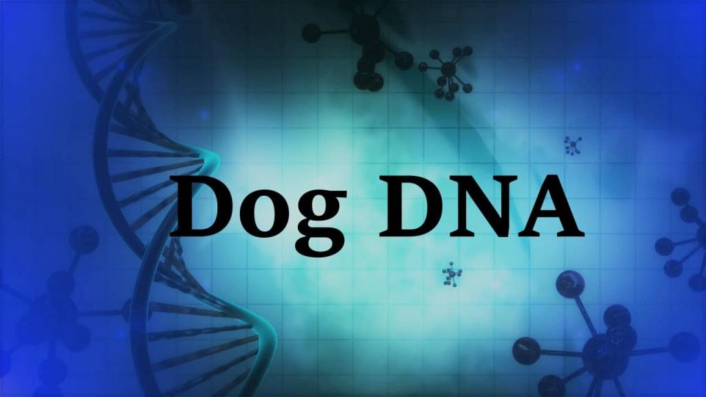 Canine DNA Testing
