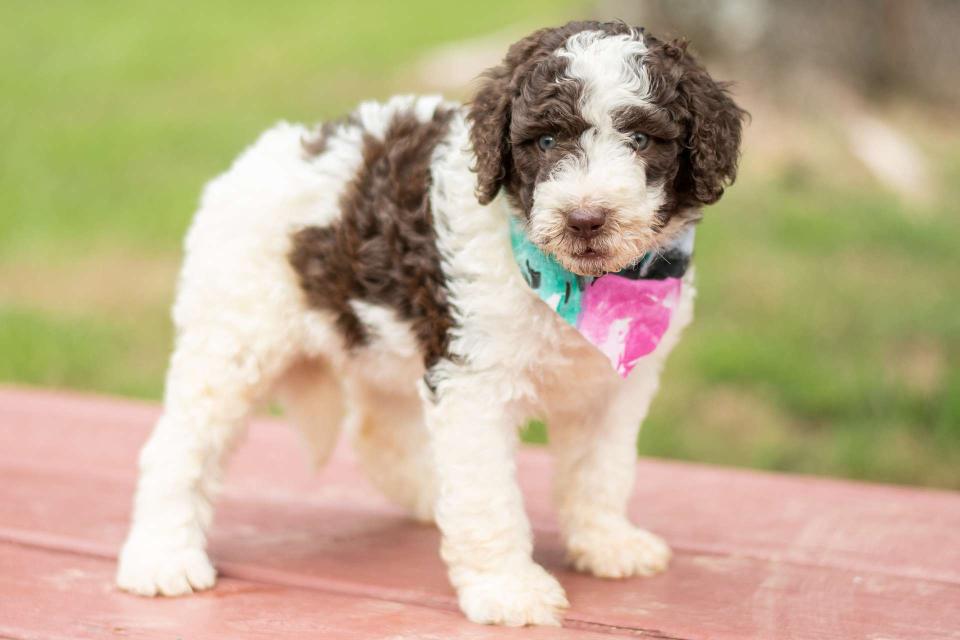 Available Newfiedoodle