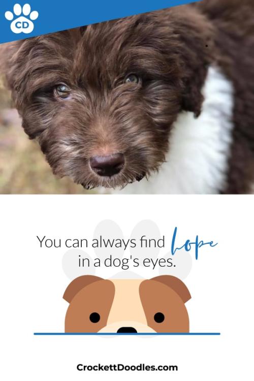 Puppy Quote Hope In A Dogs Eyes