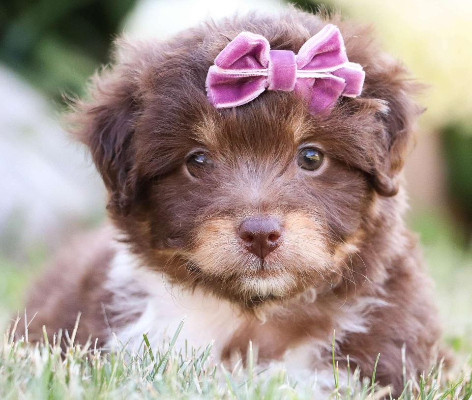 Aussiedoodle Available