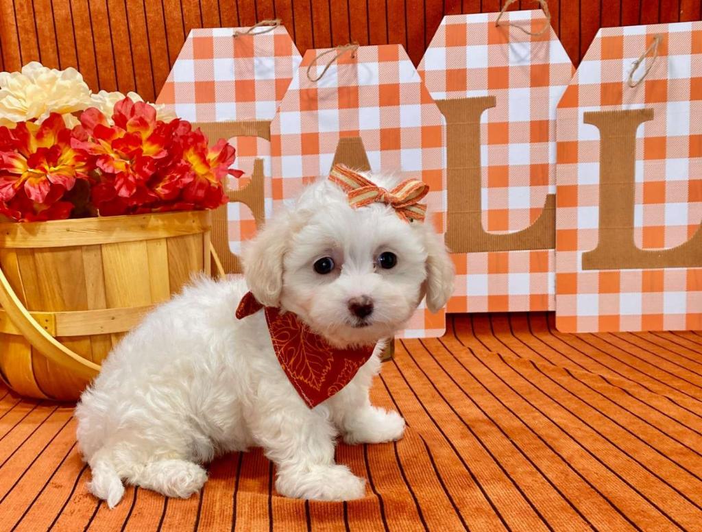 Best Fort Worth Maltipoos Available — Crockett Doodles