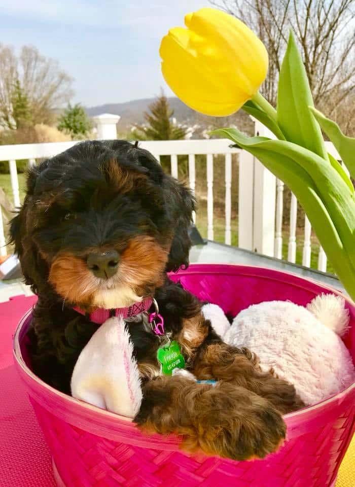 Best Easter Puppy Picture Option-13