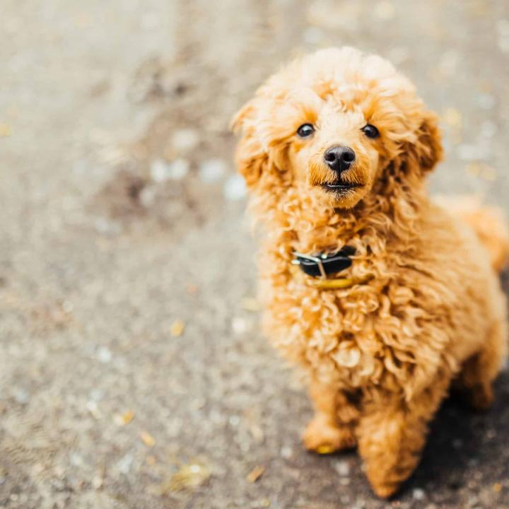 Are Goldendoodles Difficult?
