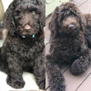 Compare Puppy and Adult Doodle Picture