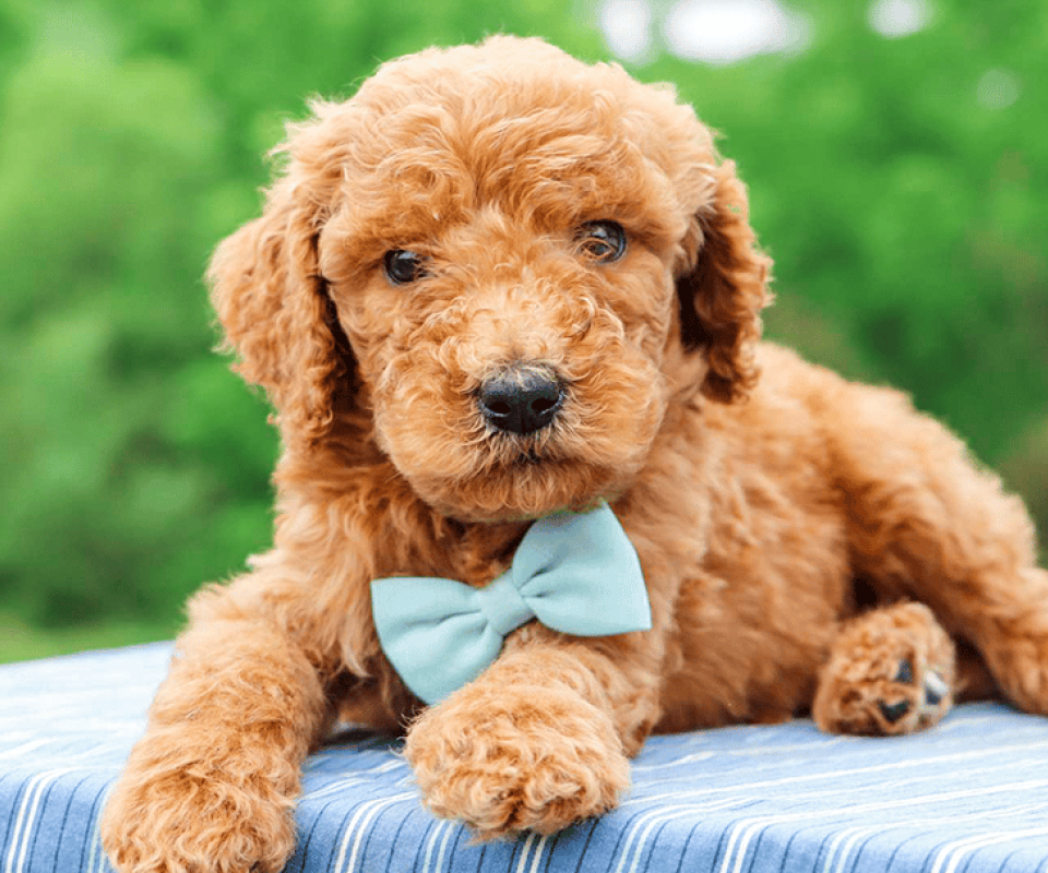 Male Apricot Goldendoodle Puppy