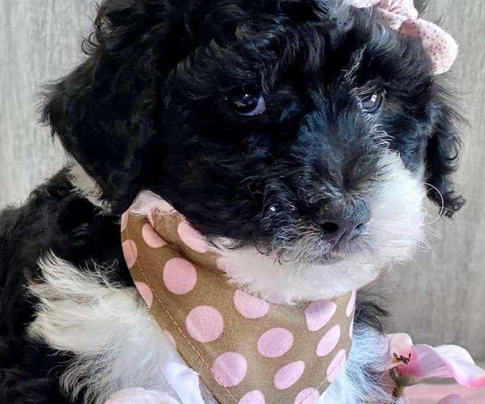 Available Sheepadoodle