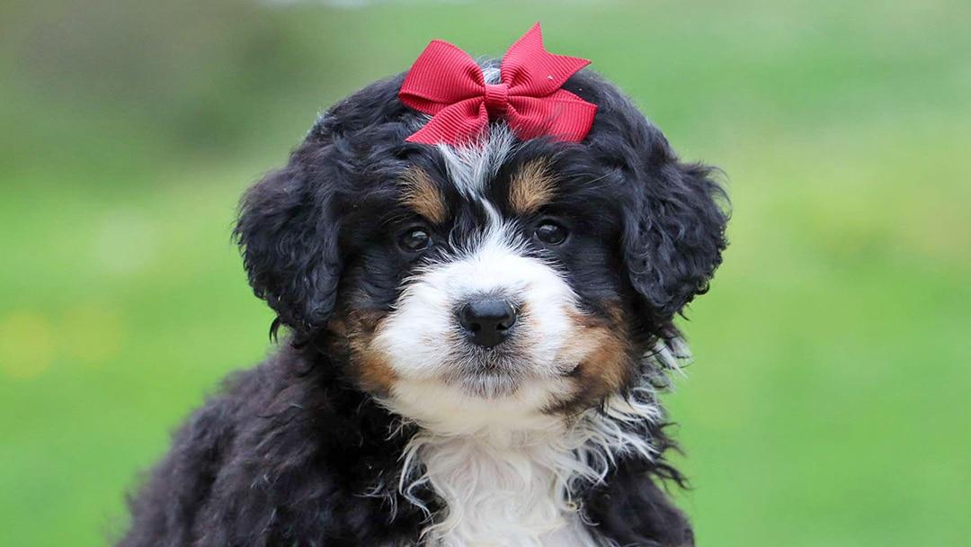 Best Omaha Bernedoodles Available — Crockett Doodles