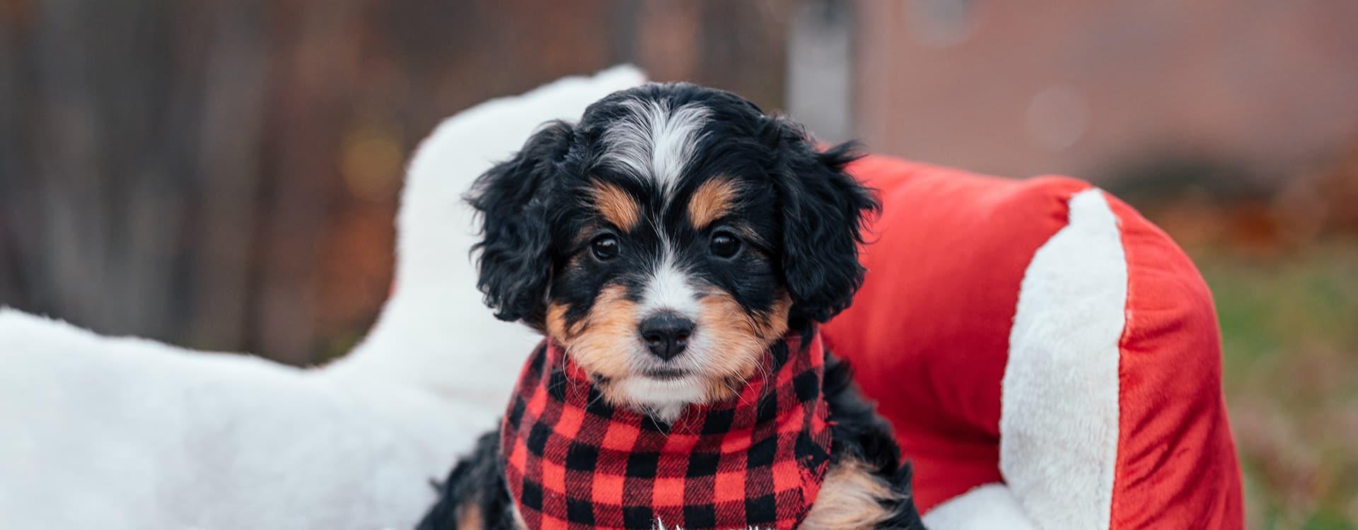 Best New York Bernedoodles Available — Crockett Doodles