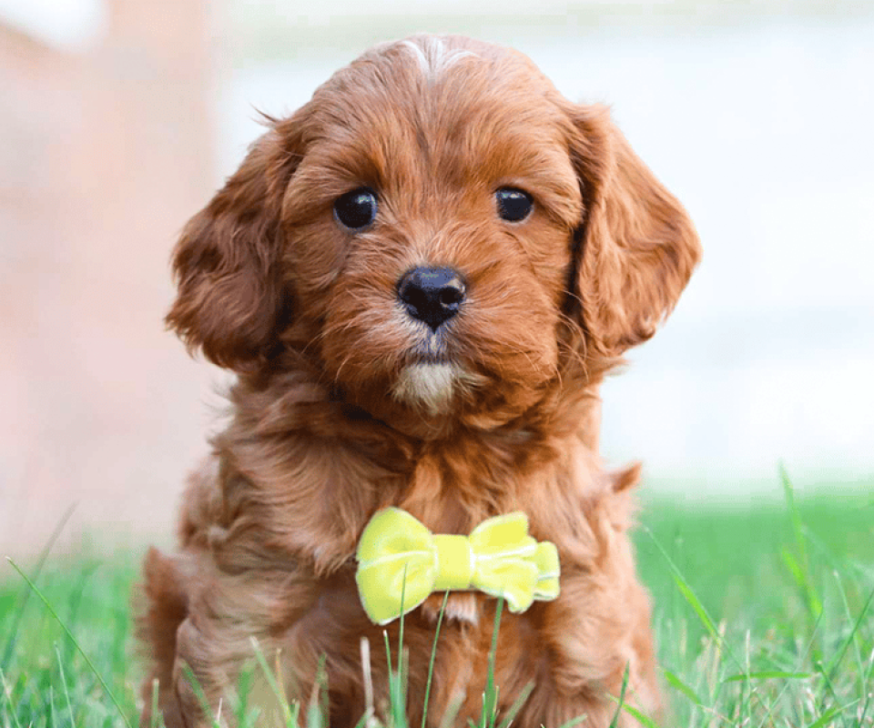 Available Cavapoo Puppies - Red Cavapoo Puppy