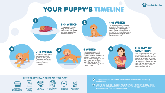Your Puppy's Adoption Timeline