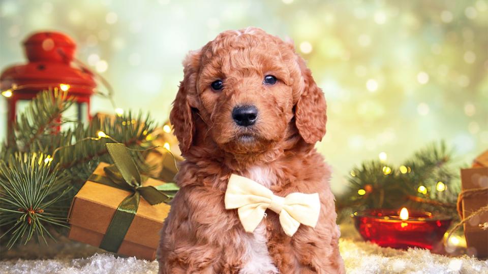 Goldendoodle Christmas Puppy