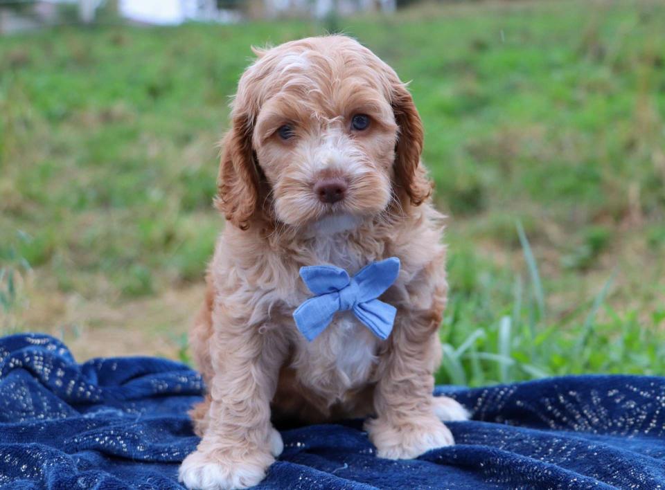 Best Spokane Doodles Available — Crockett Doodles