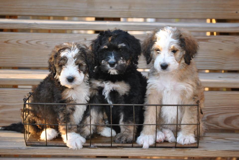 Bernedoodle Pups Crate Training