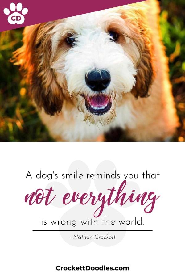Puppy Quote A Dogs Smile