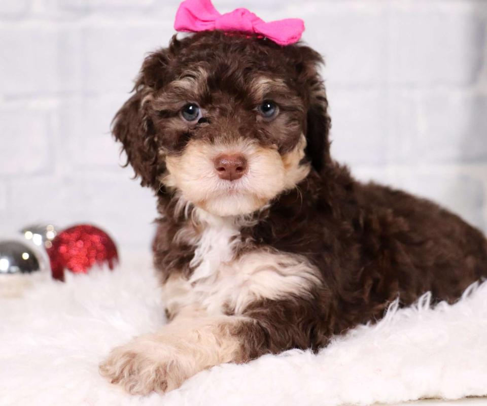 Sheepadoodle available