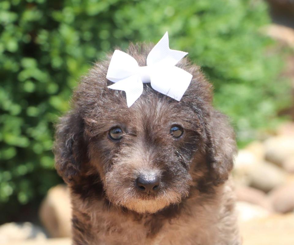 Cute Labradoodle Available