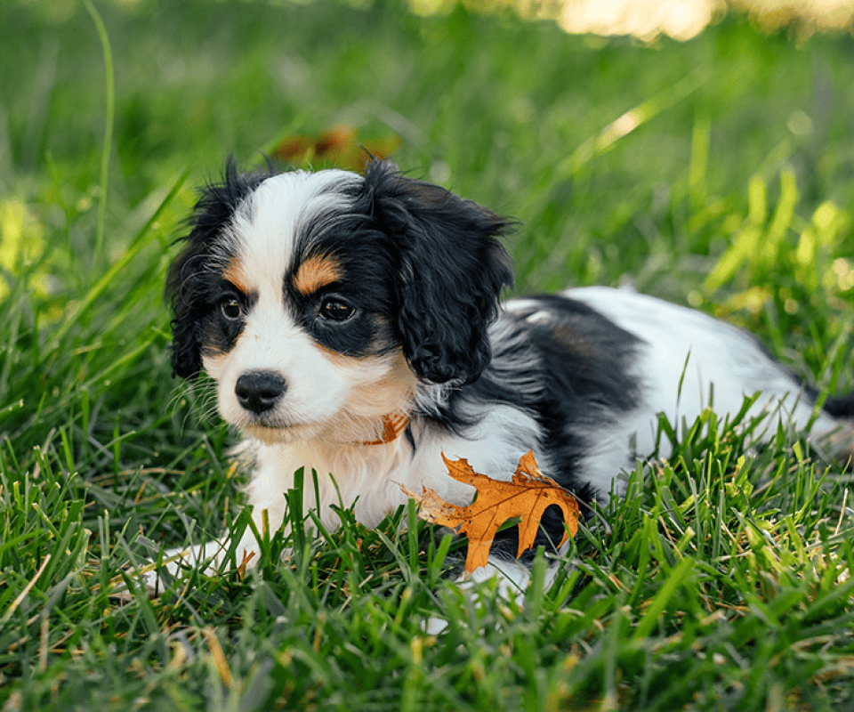 Tri-Color Cavachon Pup