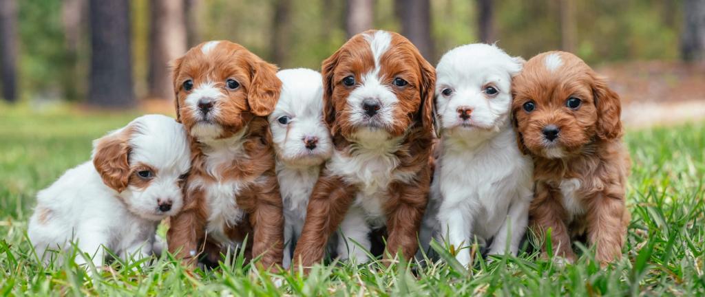 Maltipoo puppies standing in the grass