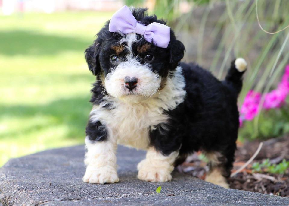 Available Bernedoodle