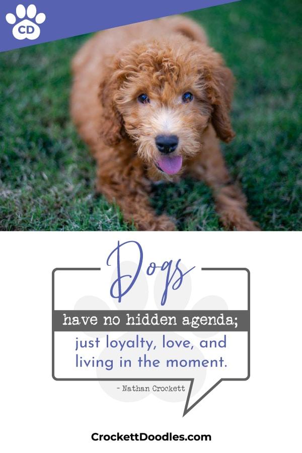 Puppy Quote Dogs Have No Hidden Agenda