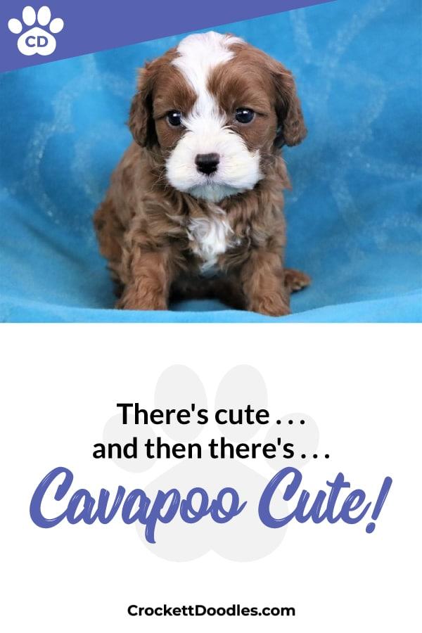 Puppy Quote Cavapoo Cute