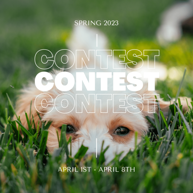 Spring 2023 Contest