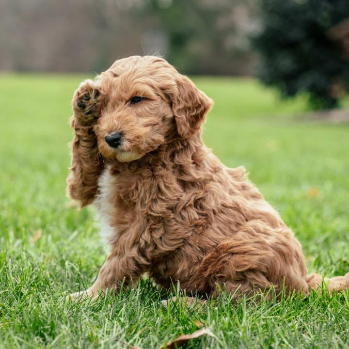 Brown Goldendoodle Puppy
