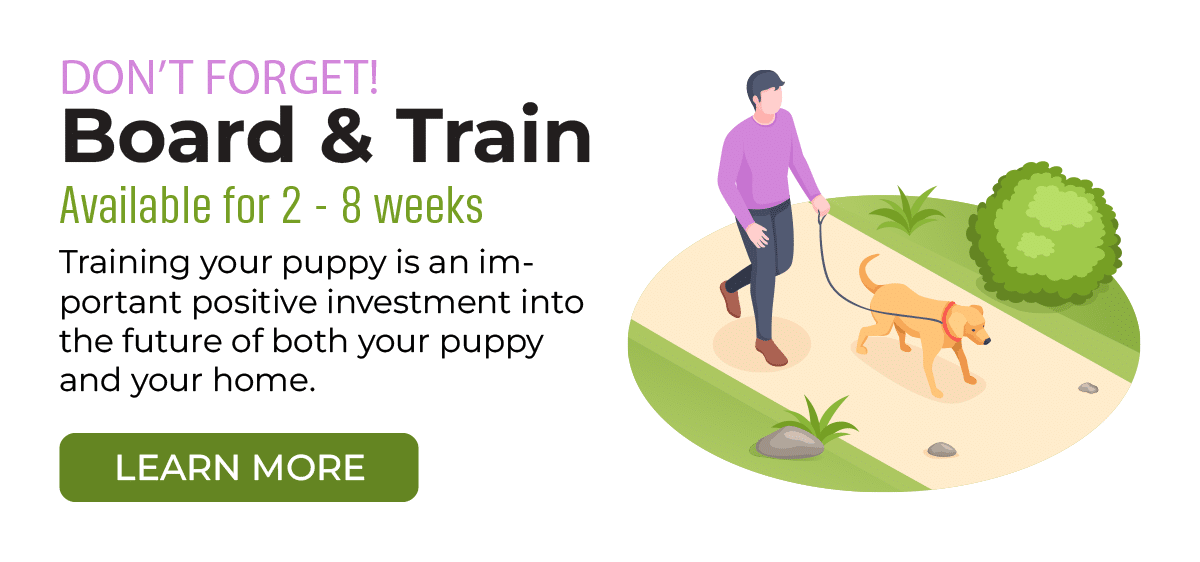 Board & Train Puppy Training