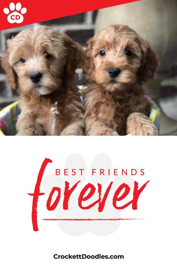 Puppy Quote Best Friends Forever