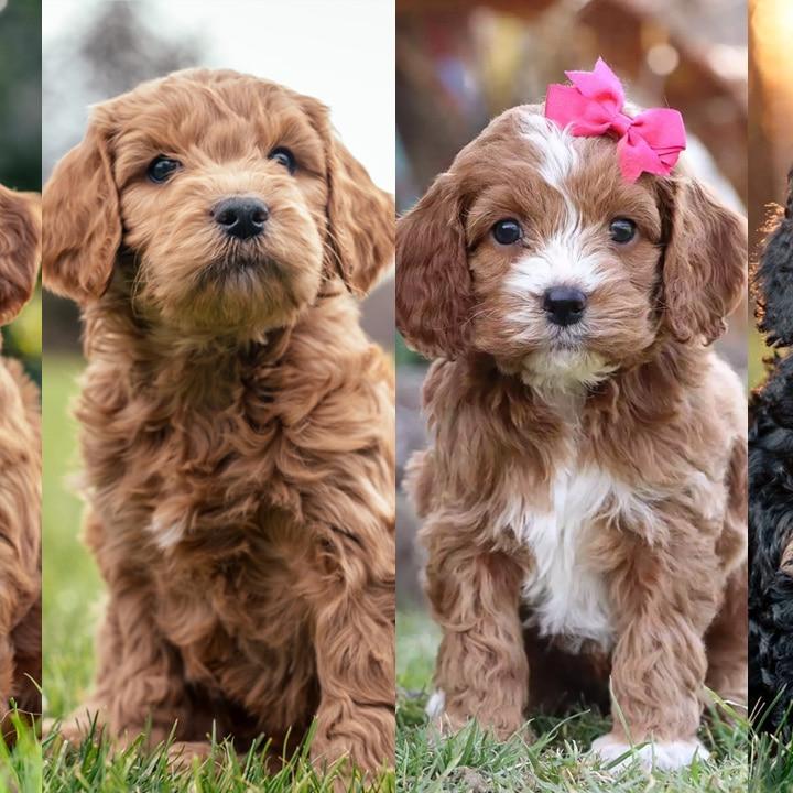 Which Breed of Doodle is right for me?