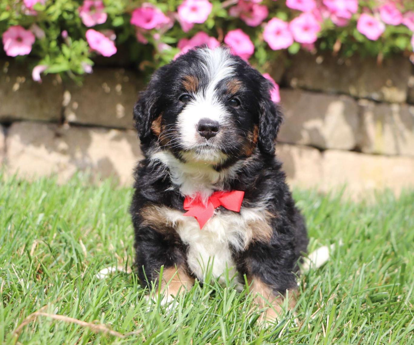 Best Ohio Doodles Available — Crockett Doodles