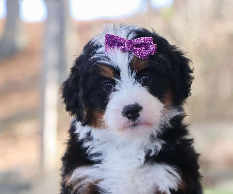 Best New York Bernedoodles Available — Crockett Doodles