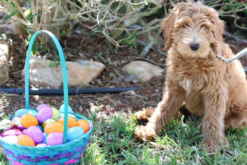 Best Easter Puppy Picture Option-3