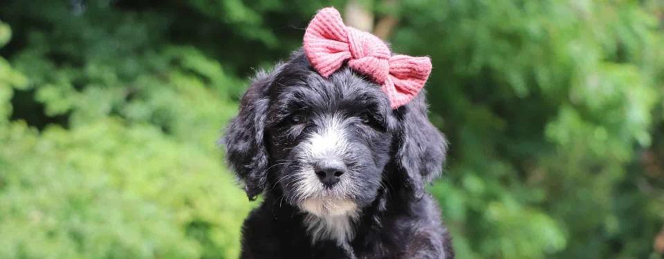 Black and White Sheepadoodle Rolly