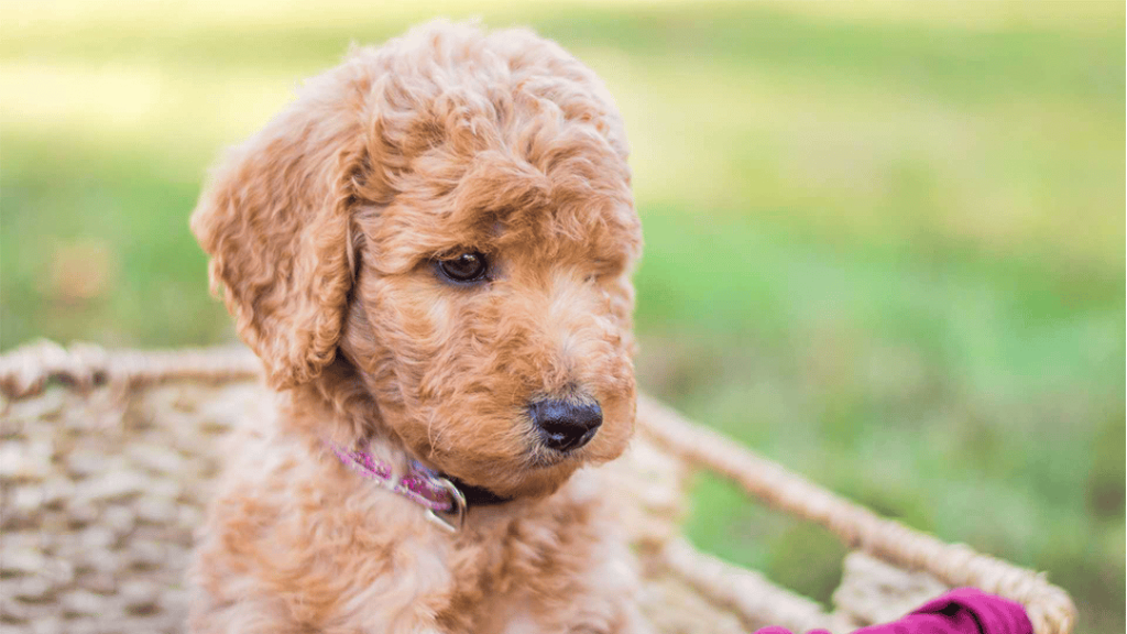 Best New York City Labradoodles Available — Crockett Doodles