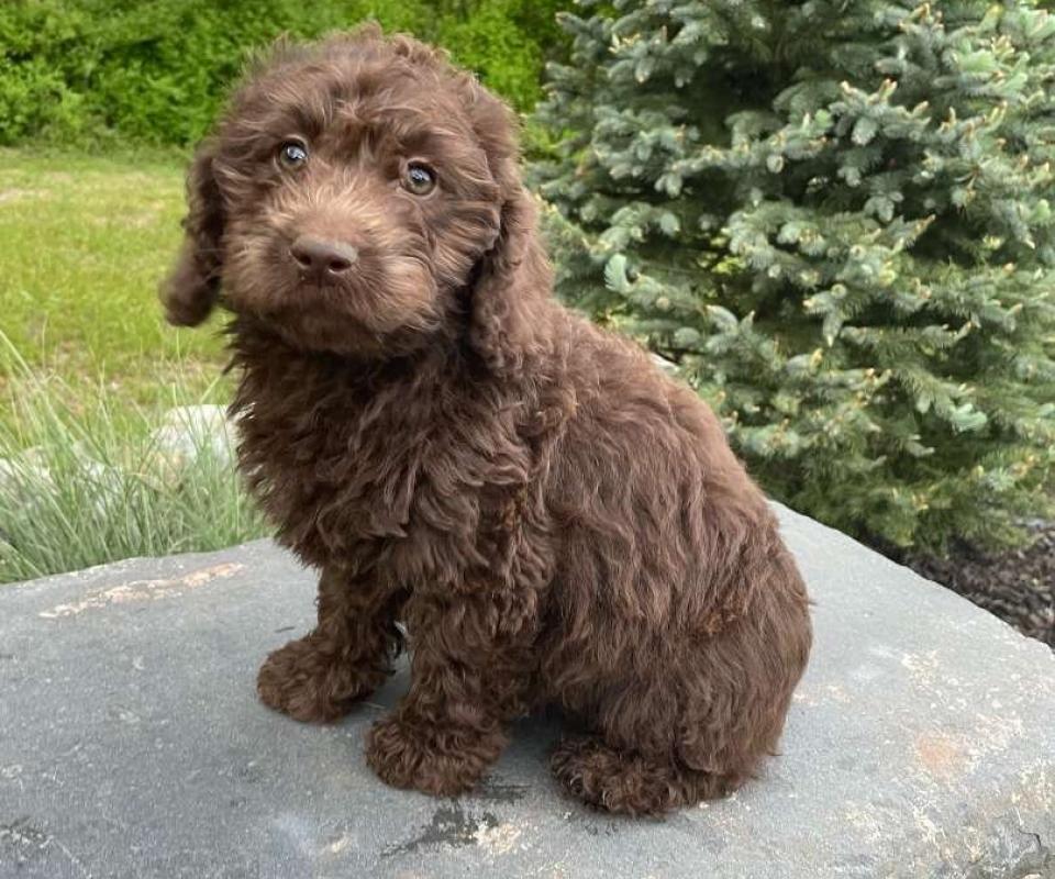 Best Orlando Labradoodles Available — Crockett Doodles